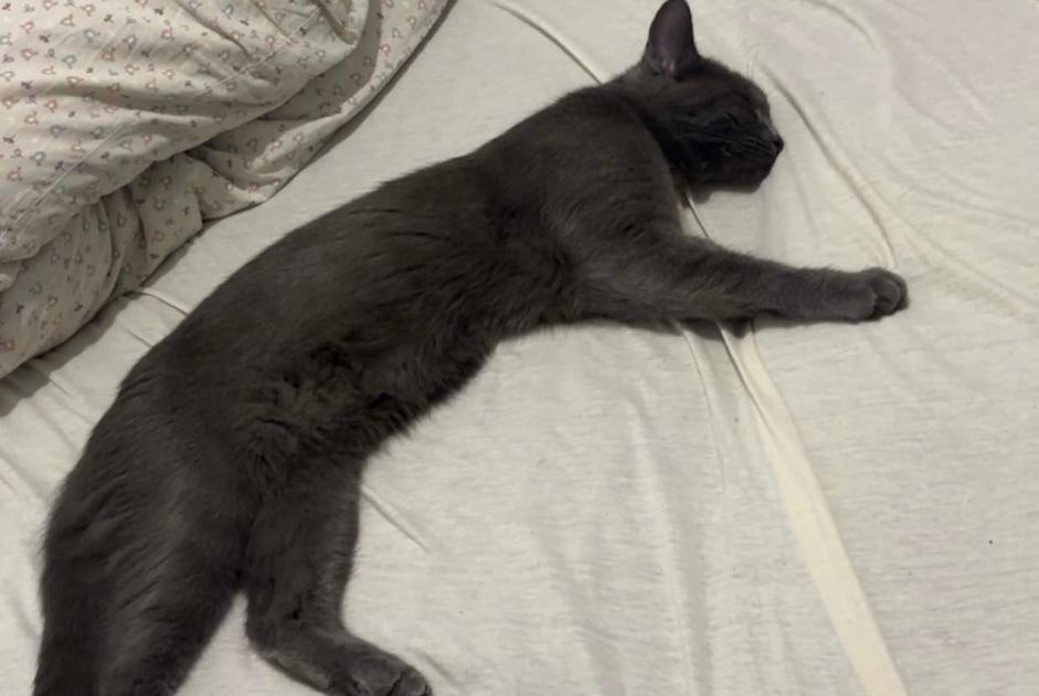 Disappearance alert Cat  Male , 1 years Mitry-Mory France