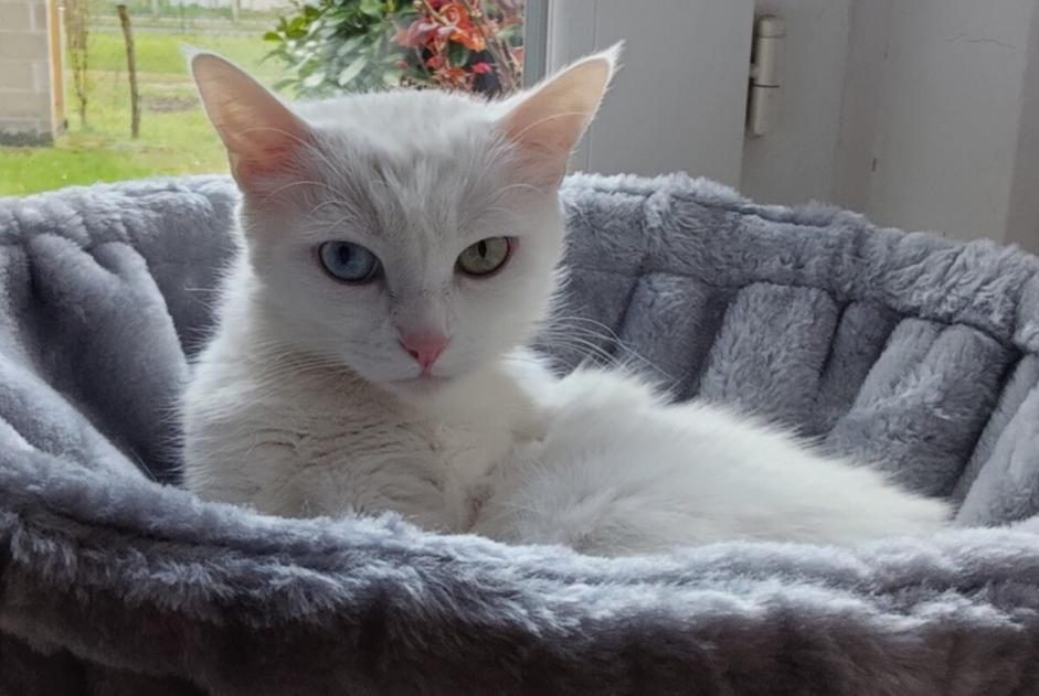 Disappearance alert Cat Female , 9 years Salbris France