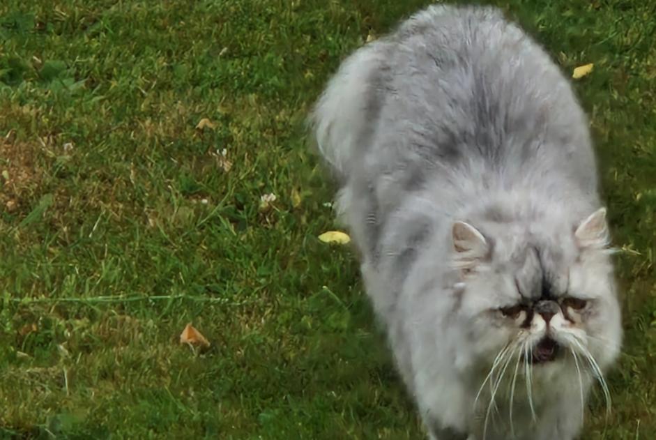 Disappearance alert Cat  Female , 2 years La Rochefoucauld-en-Angoumois France