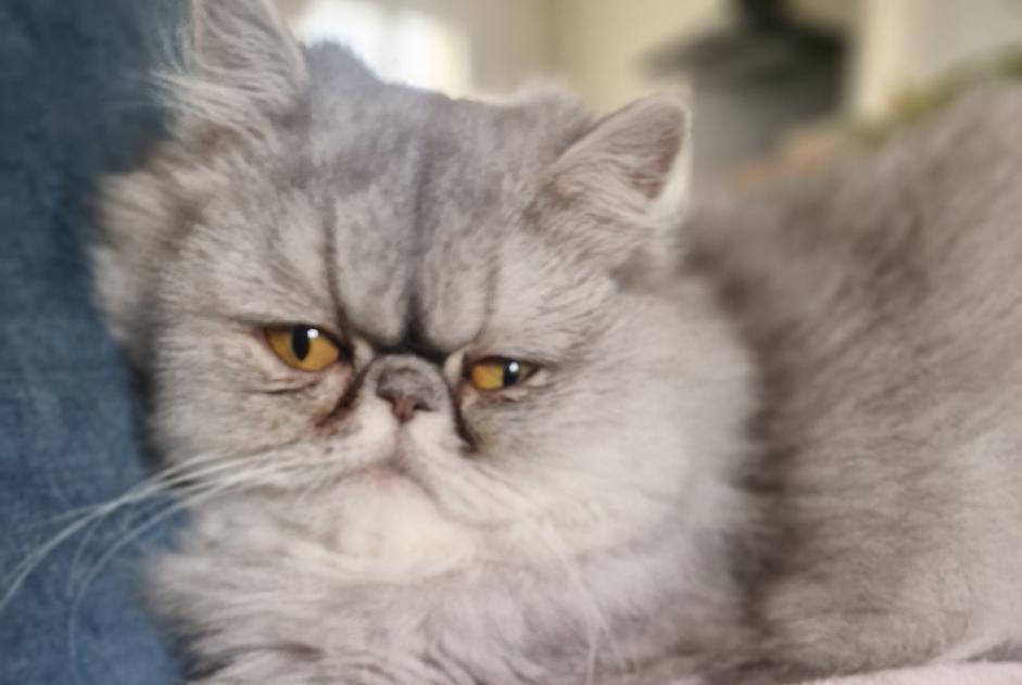 Disappearance alert Cat  Female , 2 years La Rochefoucauld-en-Angoumois France