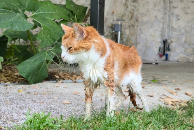 Discovery alert Cat Unknown Menars France