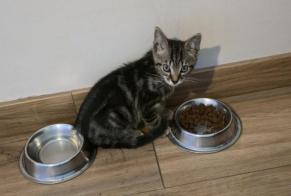 Discovery alert Cat miscegenation  Male , Between 1 and 3 months Montréal France