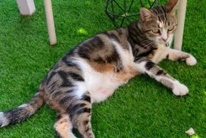 Alerta de Desaparición Gato cruce  Hembra , 6 años Ollioules Francia