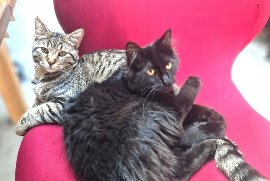 Alerta de Desaparición Gato cruce  Hembra , 1 años Tourcoing Francia