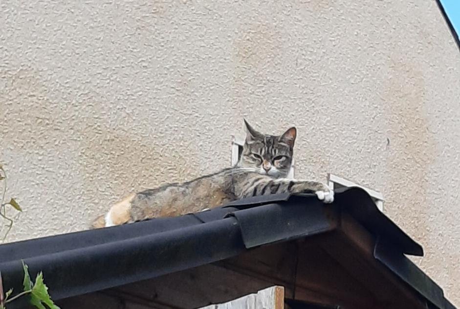 Alerta de Hallazgo Gato Hembra , 1 año Dourdan Francia