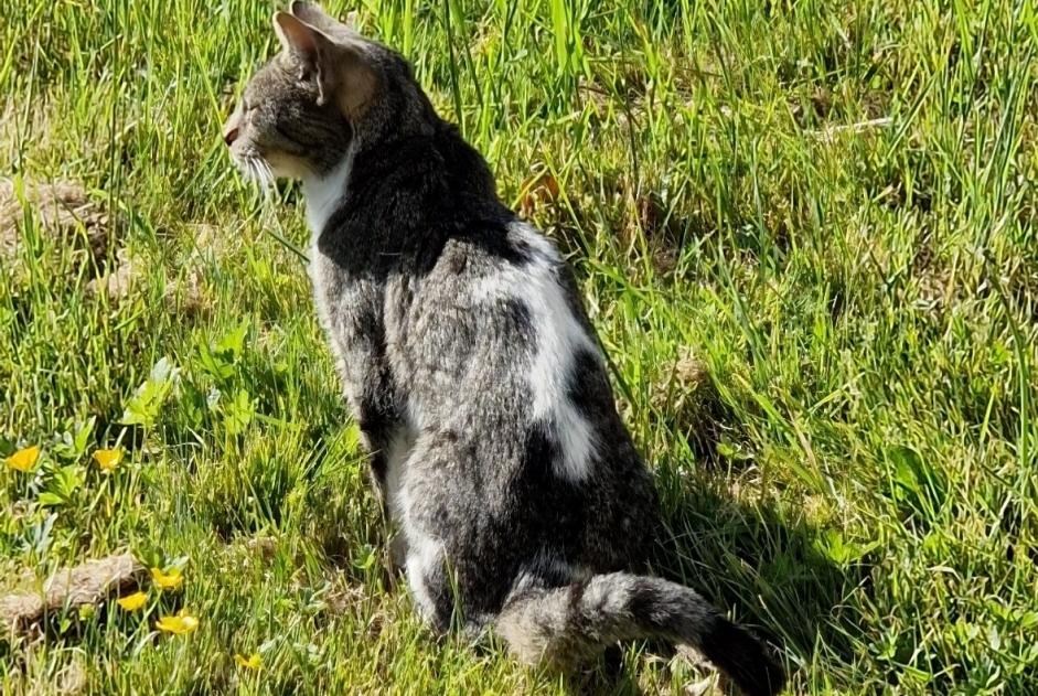 Alerta de Hallazgo Gato Desconocido Bannost-Villegagnon Francia