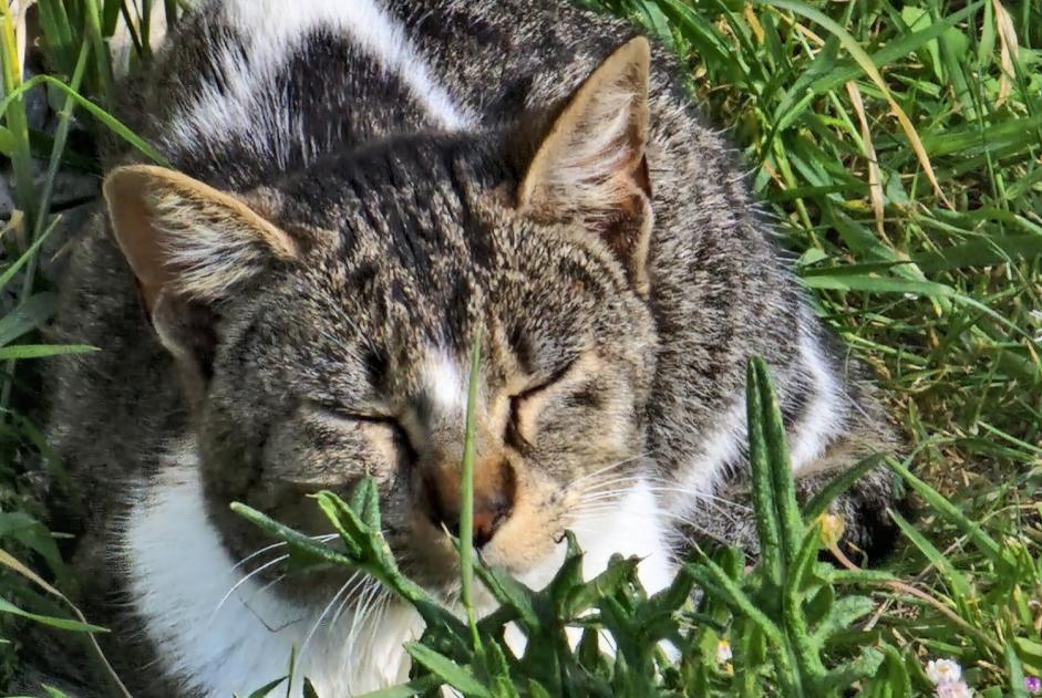 Alerta de Hallazgo Gato Desconocido Bannost-Villegagnon Francia