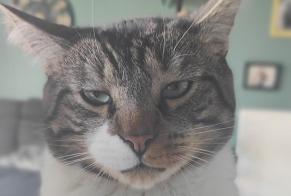 Alerta de Desaparición Gato Macho , 5 años Saint-Malo Francia