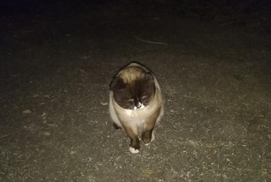 Alerta de Desaparición Gato  Macho , 5 años Belfort Francia