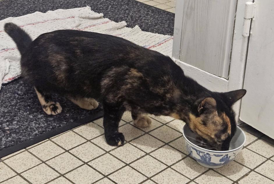 Alerta de Hallazgo Gato Hembra Préfailles Francia