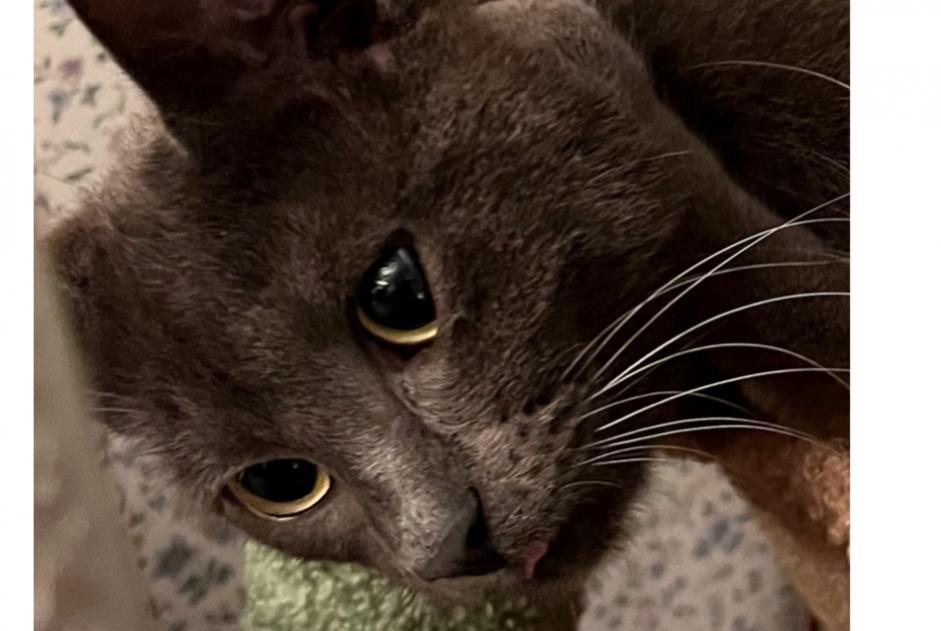 Alerta de Desaparición Gato  Macho , 1 años Le Chesnay-Rocquencourt Francia
