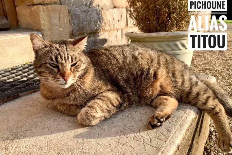 Alerta de Desaparición Gato  Macho , 11 años Le Bouchaud Francia
