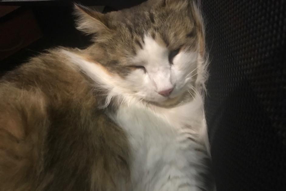 Alerta de Desaparición Gato cruce  Macho , 3 años Lherm Francia