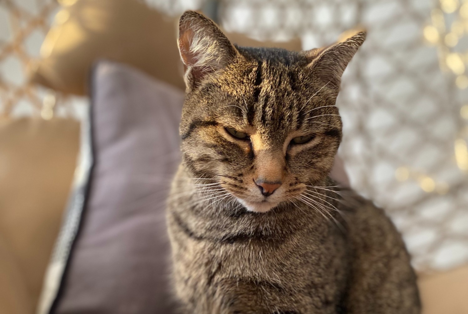 Alerta de Desaparición Gato cruce  Macho , 8 años Démouville Francia