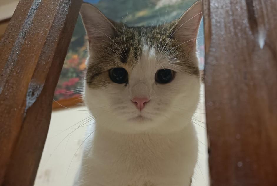 Alerta de Desaparición Gato  Hembra , 2 años Mirecourt Francia