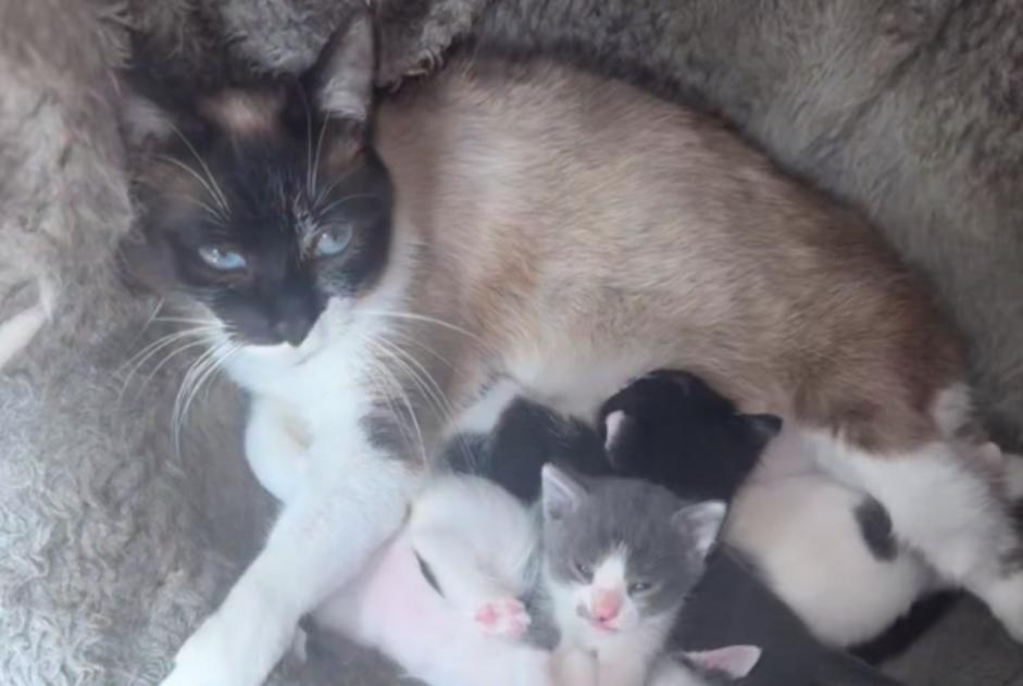 Alerta de Desaparición Gato  Hembra , 3 años Le Thillay Francia