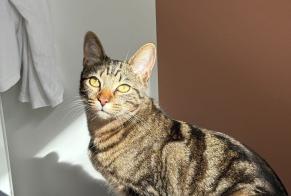 Alerta de Desaparición Gato  Hembra , 1 años Paris Francia
