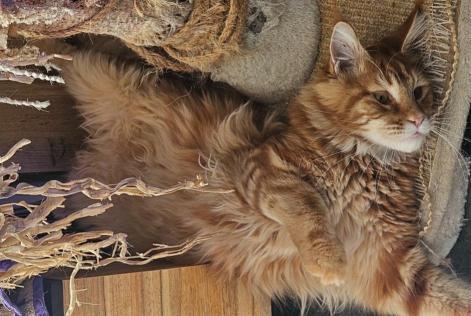 Alerta de Desaparición Gato  Macho , 1 años Roubaix Francia