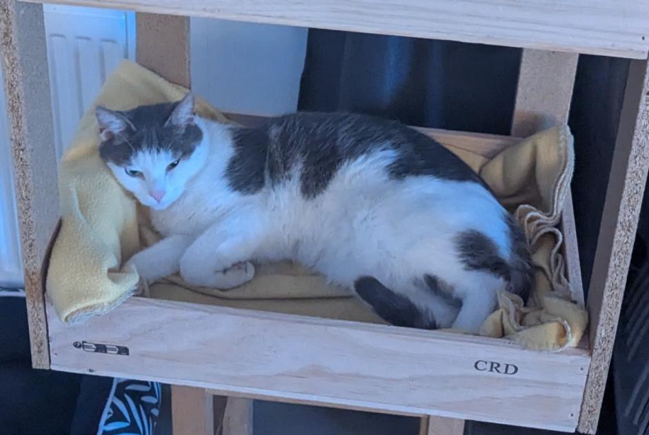 Alerta de Desaparición Gato  Macho , 3 años Chemy Francia