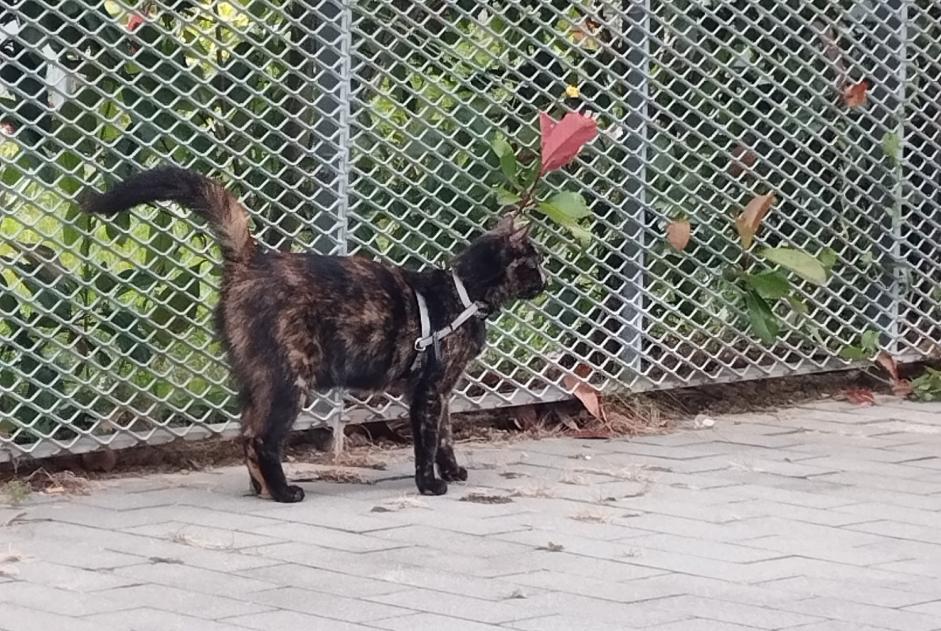 Alerta de Hallazgo Gato cruce  Desconocido Rennes Francia
