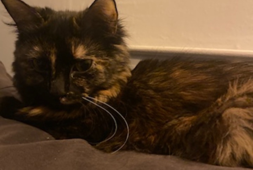Alerta de Desaparición Gato Hembra , 3 años Béthune Francia