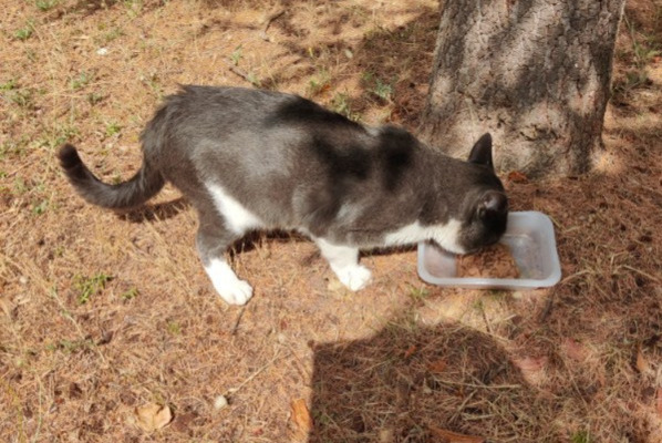 Alerta de Hallazgo Gato Macho Sète Francia