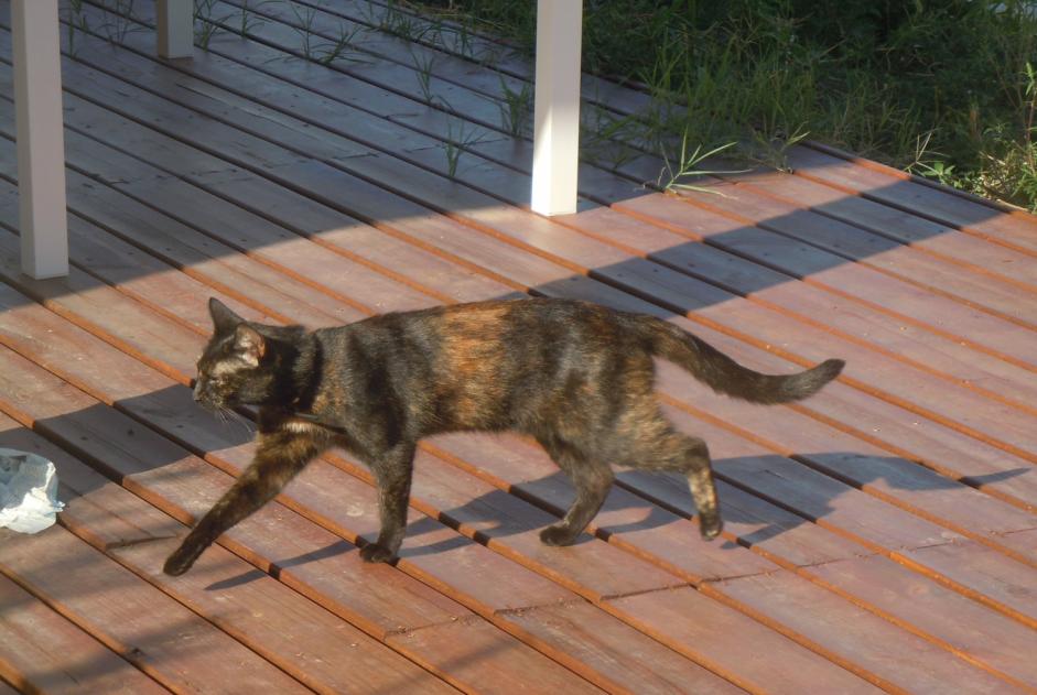 Alerte Disparition Chat  Femelle , 9 ans Pusignan France