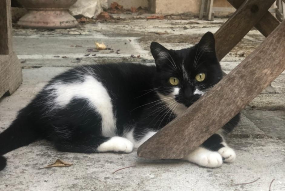 Alerte Disparition Chat Femelle , 8 ans Santa-Reparata-di-Balagna France