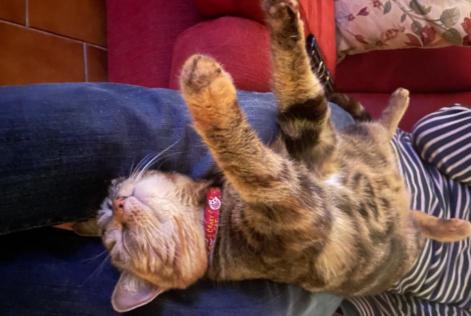 Alerte Disparition Chat  Femelle , 5 ans Faye-la-Vineuse France