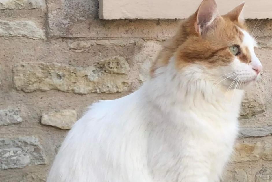 Alerte Disparition Chat croisement  Mâle , 6 ans Chaville France