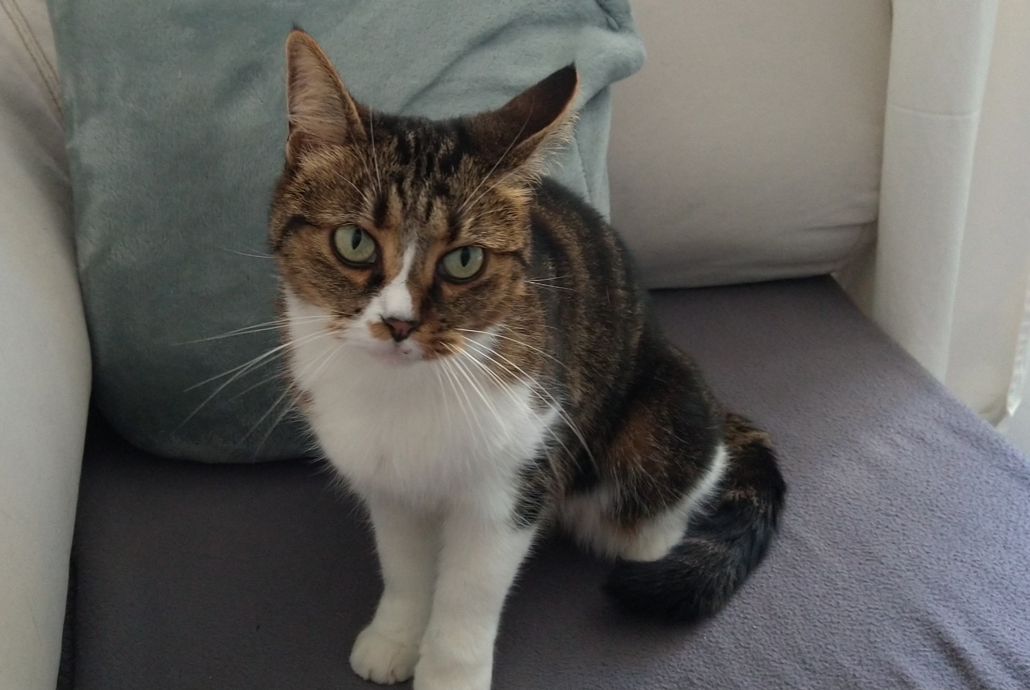 Alerte Disparition Chat croisement  Femelle , 13 ans Châtel-Guyon France