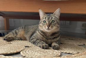 Alerte Disparition Chat  Femelle , 3 ans Montargis France