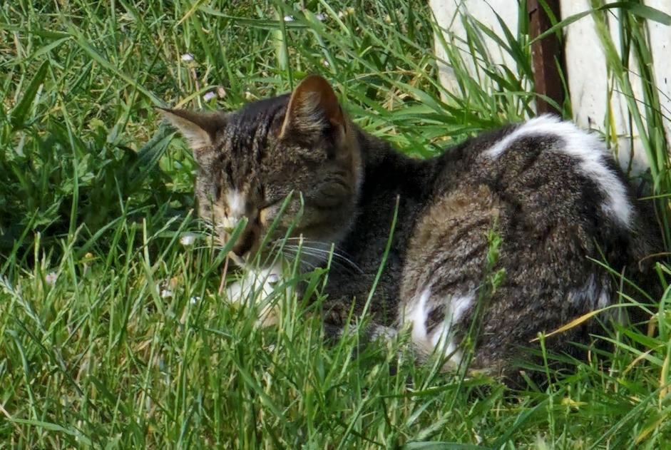 Alerte Découverte Chat Inconnu Bannost-Villegagnon France