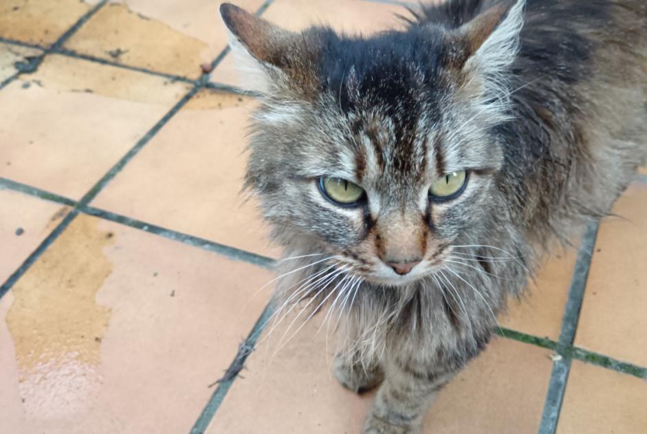 Alerte Découverte Chat Inconnu , 3 ans Alleyras France