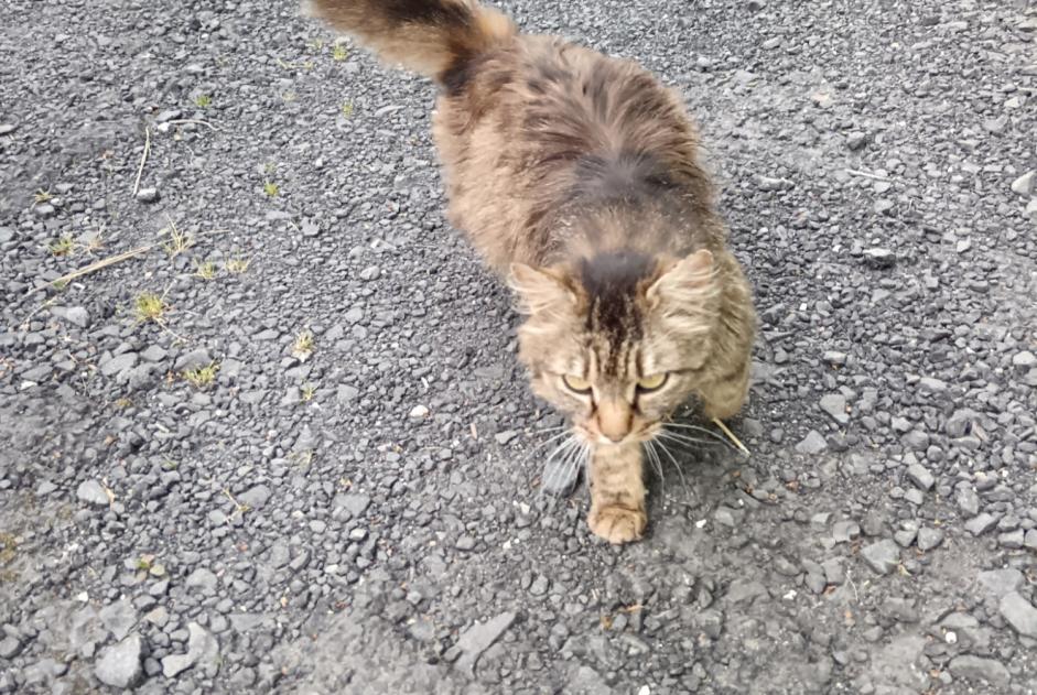 Alerte Découverte Chat Inconnu , 3 ans Alleyras France