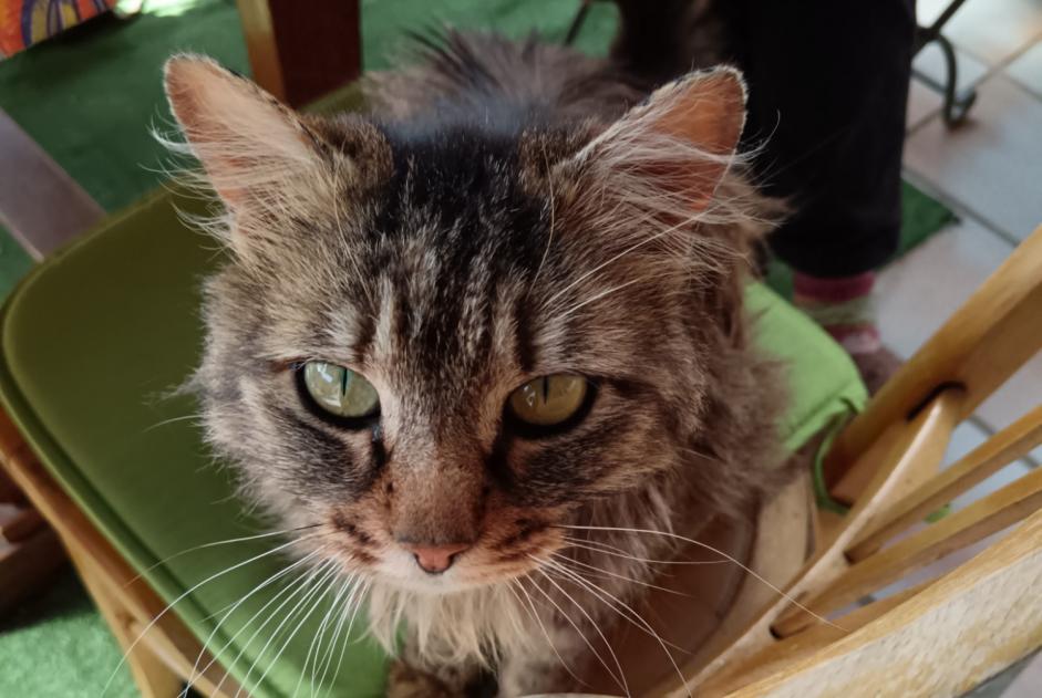 Alerte Découverte Chat Inconnu , 3 ans Alleyras France