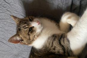 Alerte Disparition Chat Mâle , 5 ans Saint-Haon-le-Vieux France