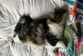 Alerte Disparition Chat Femelle , 3 ans Niort France