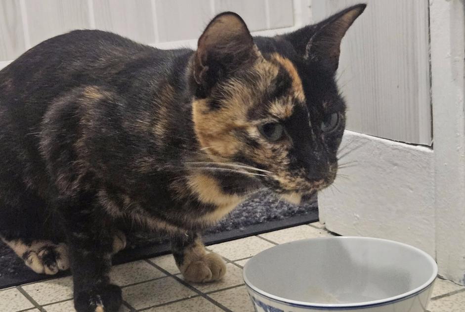 Alerte Découverte Chat Femelle Préfailles France