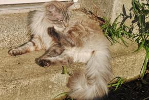 Alerte Disparition Chat Femelle , 4 ans Pleubian France