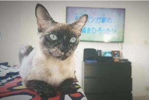 Alerte Disparition Chat Femelle , 5 ans Paris France