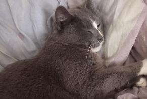 Alerte Disparition Chat Femelle , 8 ans Port-Vendres France