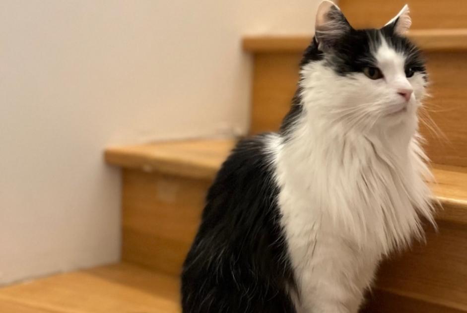 Alerte Disparition Chat Femelle , 13 ans Gueux France