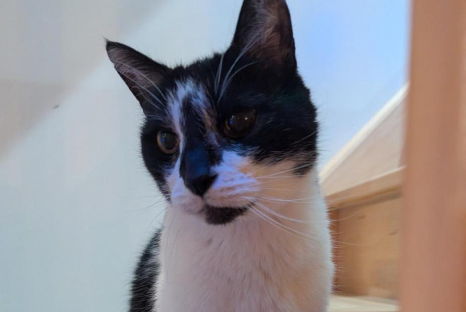 Alerte Disparition Chat croisement  Mâle , 15 ans Hem France
