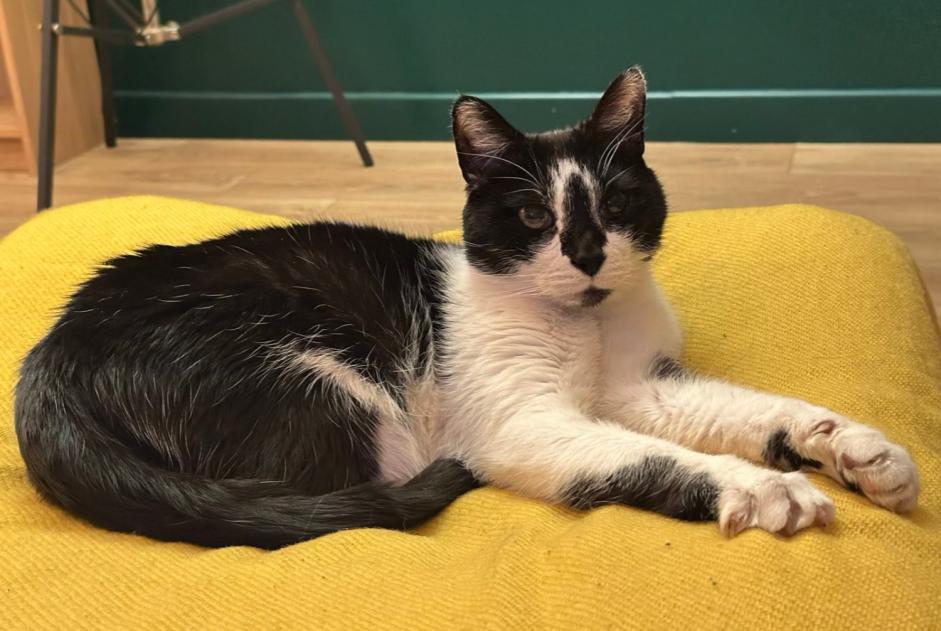 Alerte Disparition Chat croisement  Mâle , 15 ans Hem France