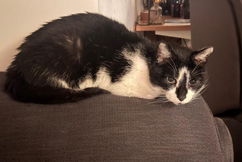 Alerte Disparition Chat croisement  Mâle , 15 ans Hem France