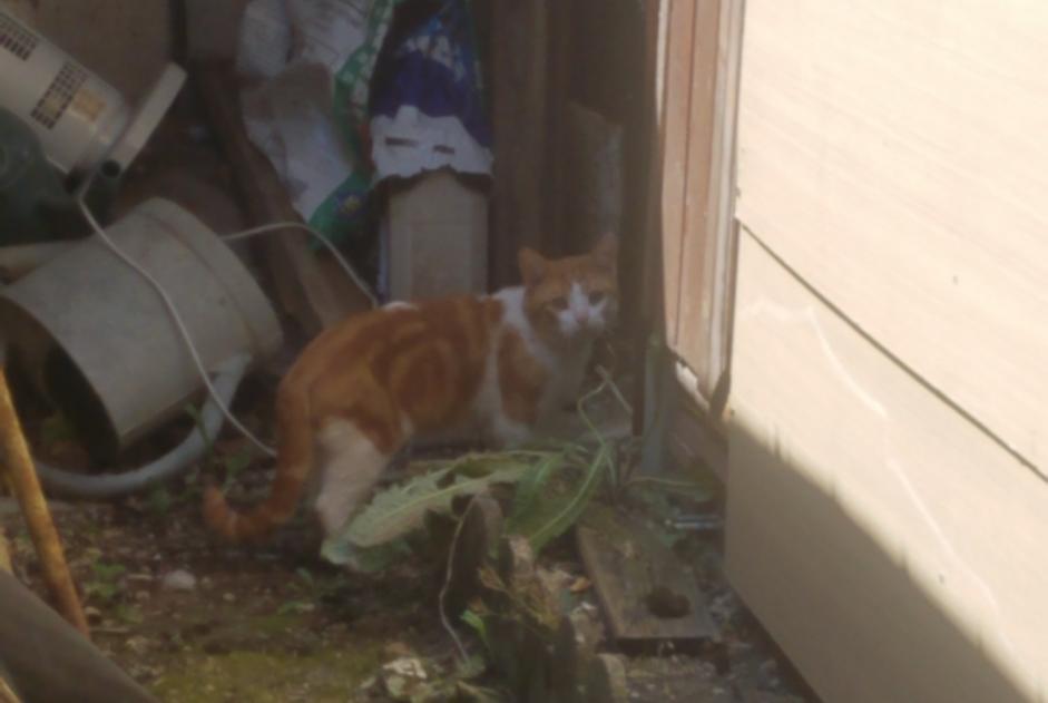 Alerte Disparition Chat  Mâle , 2 ans Préfontaines France