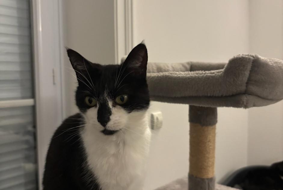 Alerte Disparition Chat Femelle , 6 ans Limoges France