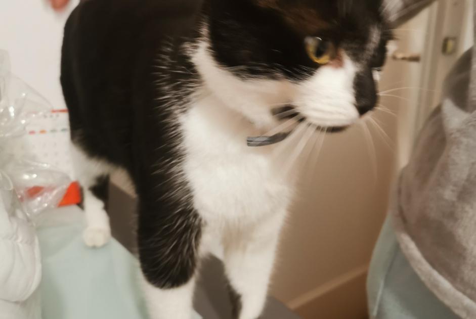 Alerte Disparition Chat Femelle , 6 ans Limoges France