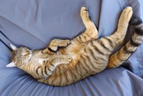 Alerte Disparition Chat croisement  Mâle , 2 ans Saint-Méloir-des-Ondes France